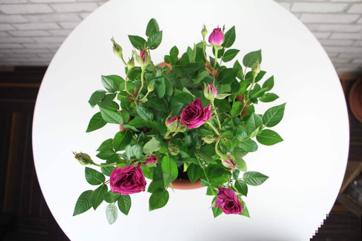 迷你月季3个品种，“阳台党”的福音，颜色堪称红得像“火焰”