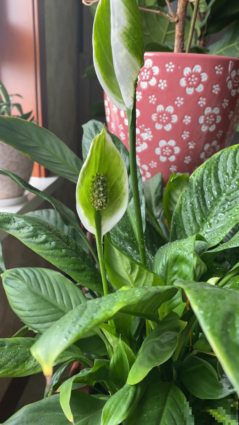 没有光也能开花的植物,放在北阳台就能养好,懒人也能养活 没有光也能开花的植物,放在北阳台就能养好,懒人也能养活