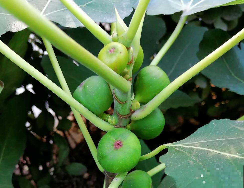 “家有果树，四季镇宅”，养盆果树，满枝结果有吉祥好兆头