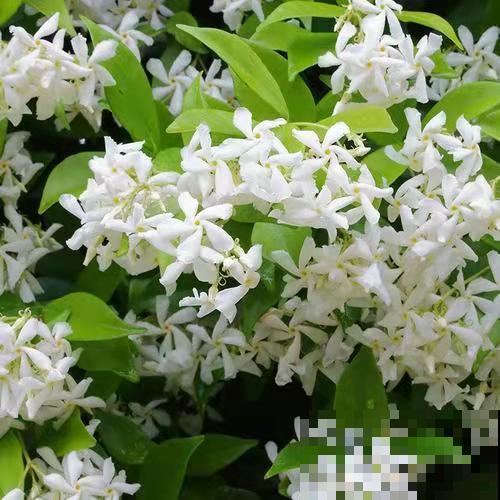 邻居的爬藤花惹了大麻烦，我家屋子成了“危房”，养花一定要慎重