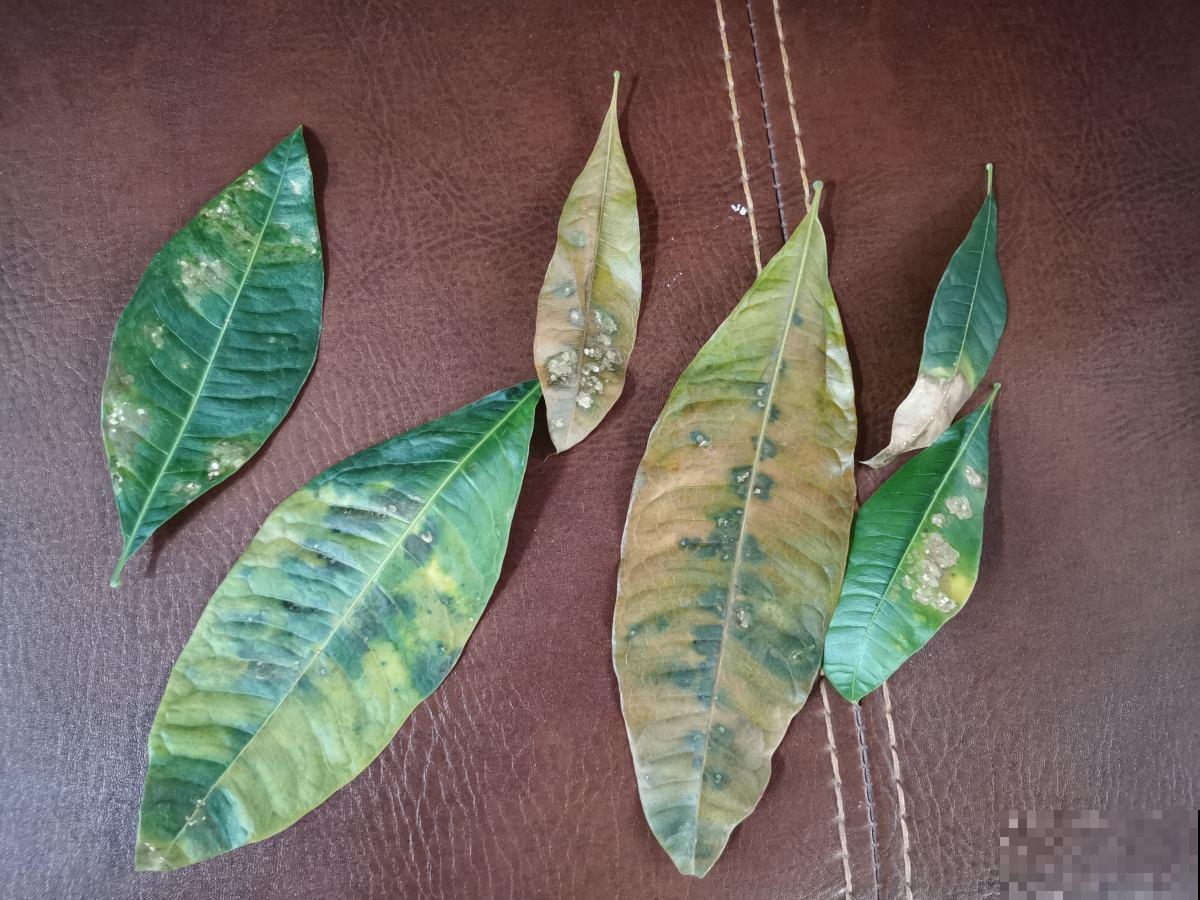 水培发财树太难了，只需2招，搞定黄叶烂根