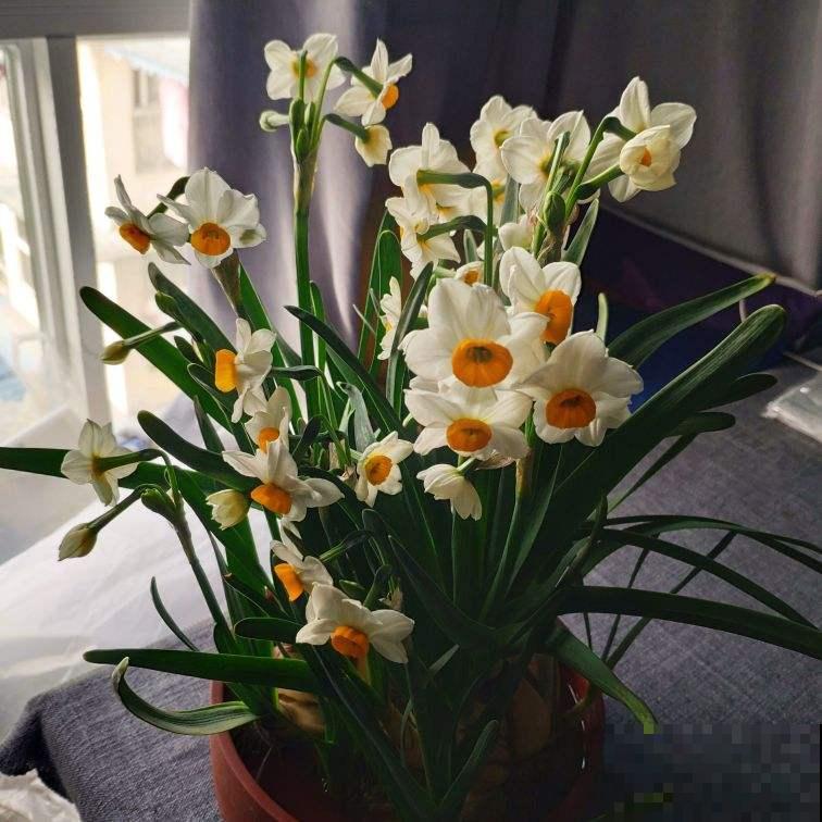 天下水仙漳州强,小雪之后养一盆水仙,时间刚刚好 天下水仙漳州强,小雪之后养一盆水仙,时间刚刚好