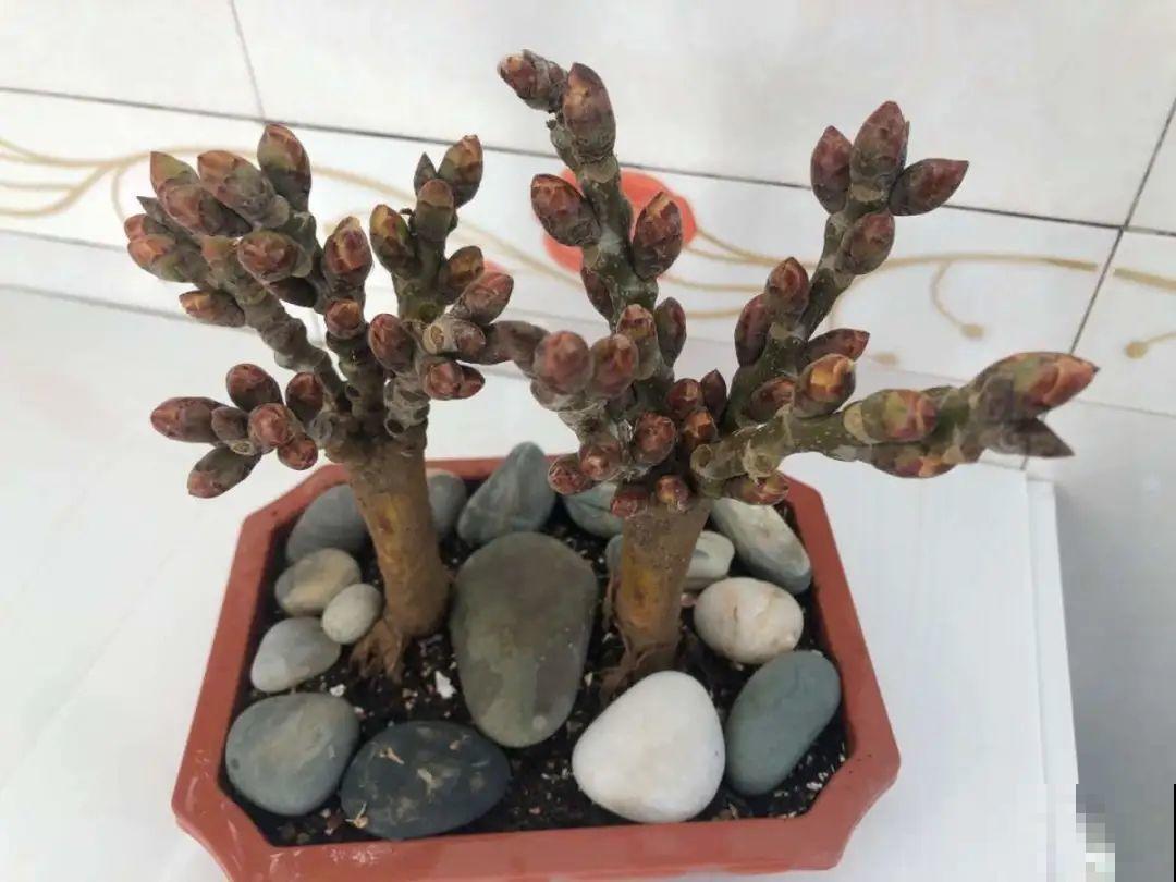 腊月买花要睁大眼,这8种花别要,养不活还浪费钱 腊月买花要睁大眼,这8种花别要,养不活还浪费钱