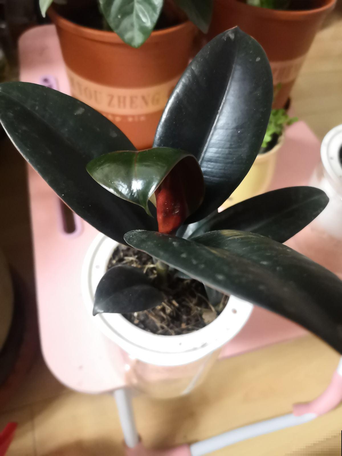 家里养一盆橡皮树，旺财又旺运，最适合放在室内养护