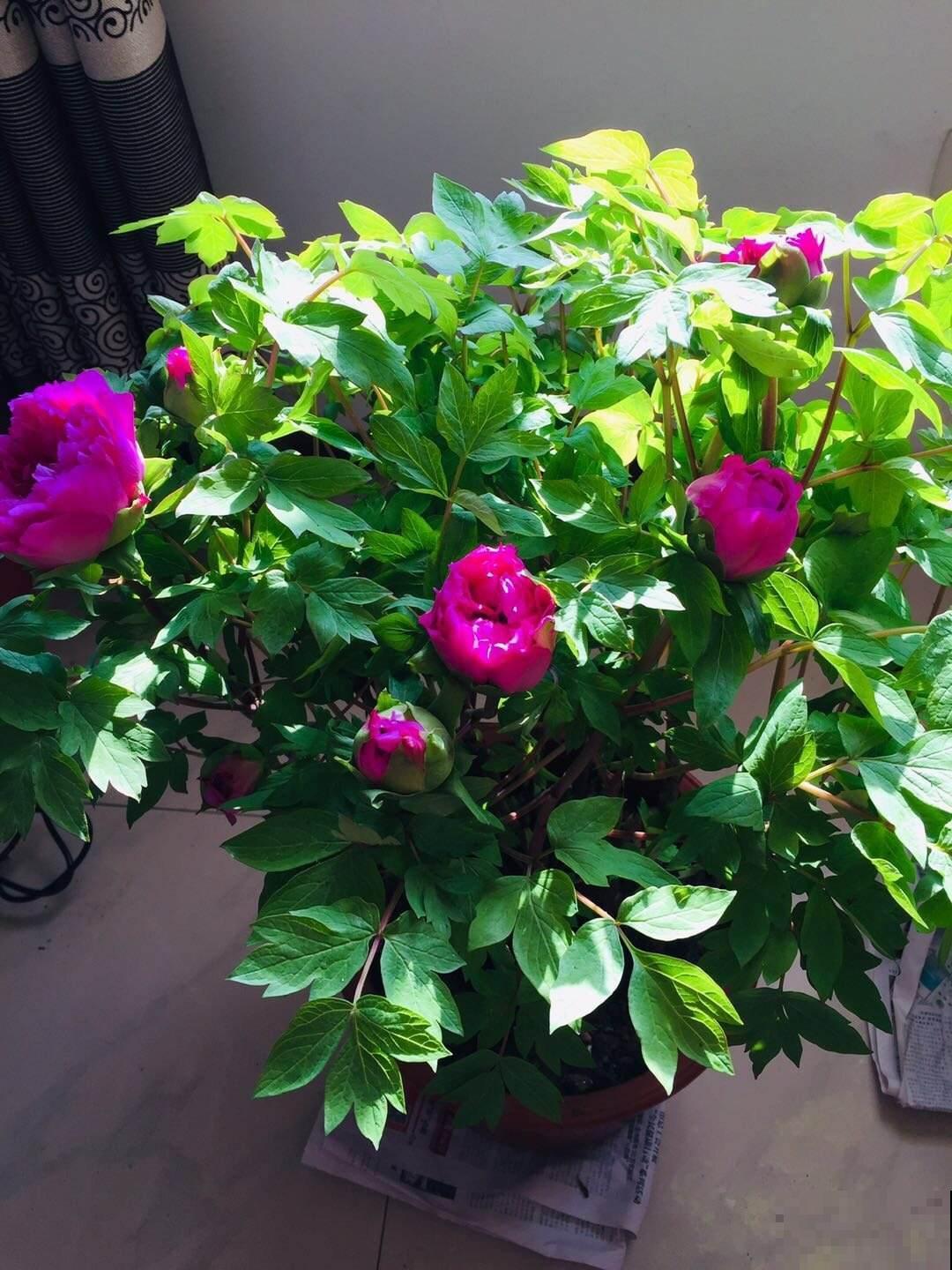 只有牡丹配得上“雍容华贵”,家里种一盆,尽显主人气质 只有牡丹配得上“雍容华贵”,家里种一盆,尽显主人气质