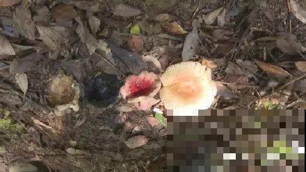 路上看见银杏果,不要捡,小心有毒! 路上看见银杏果,不要捡,小心有毒!