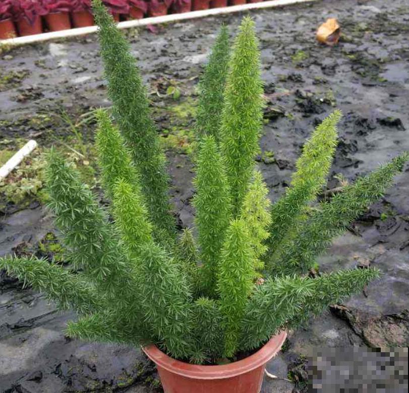 4种花可以放心“跟风”，好养开花多，越冷颜色越好看