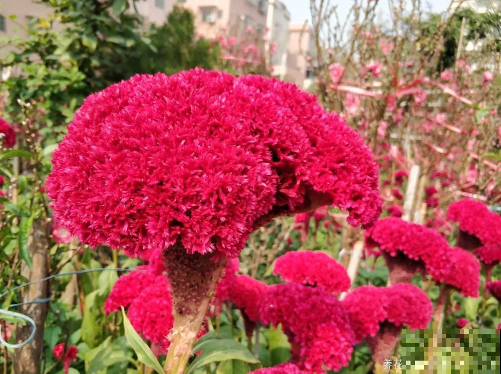 这种花农村常见，老辈人最熟悉，城市里几乎找不到