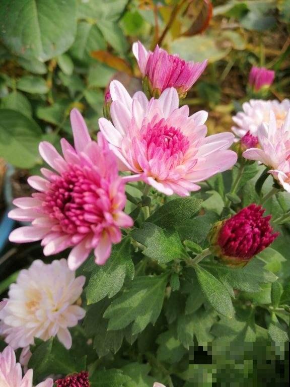 中国10大名花排行榜,快来看看,你喜欢的花卉上榜了吗 中国10大名花排行榜,快来看看,你喜欢的花卉上榜了吗