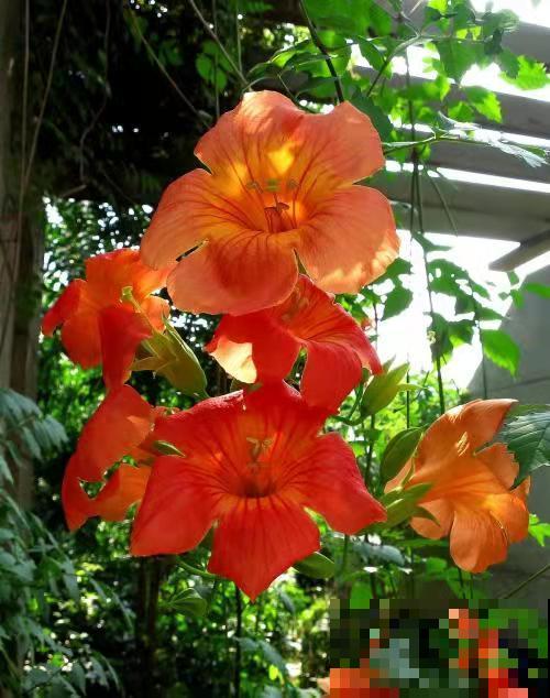 邻居的爬藤花惹了大麻烦，我家屋子成了“危房”，养花一定要慎重