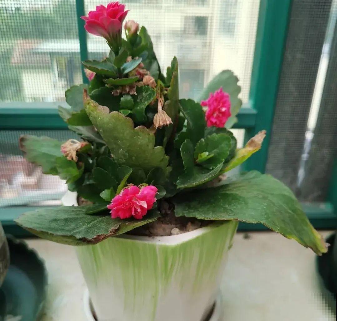 买茶花也要注意“坑”，注意5要点，叶子挺立有精神