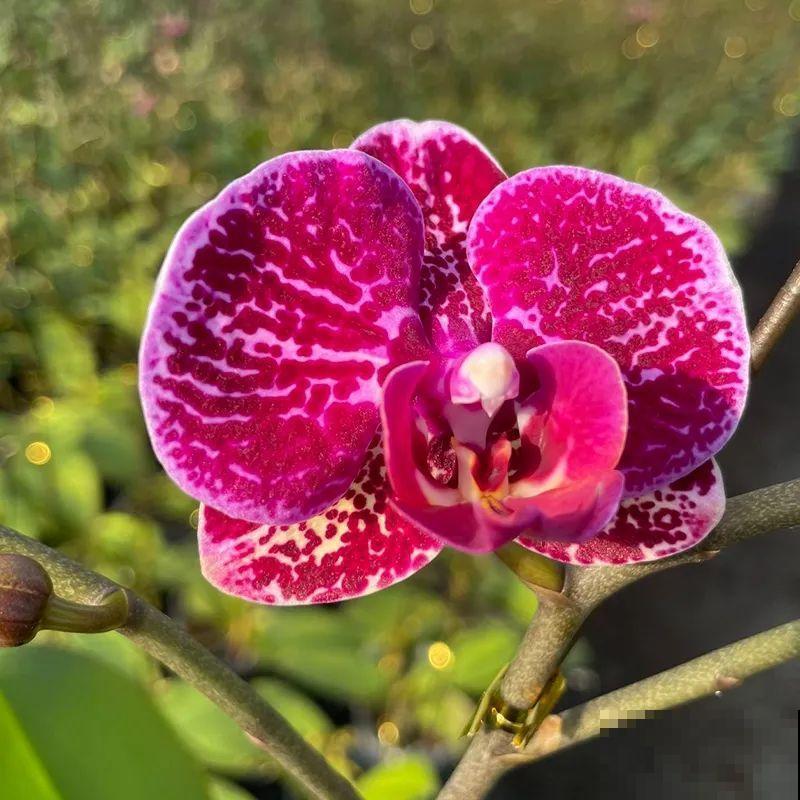 12月啦,快买“喜庆花”,能开3个月,下个月就涨价,别被 12月啦,快买“喜庆花”,能开3个月,下个月就涨价,别被