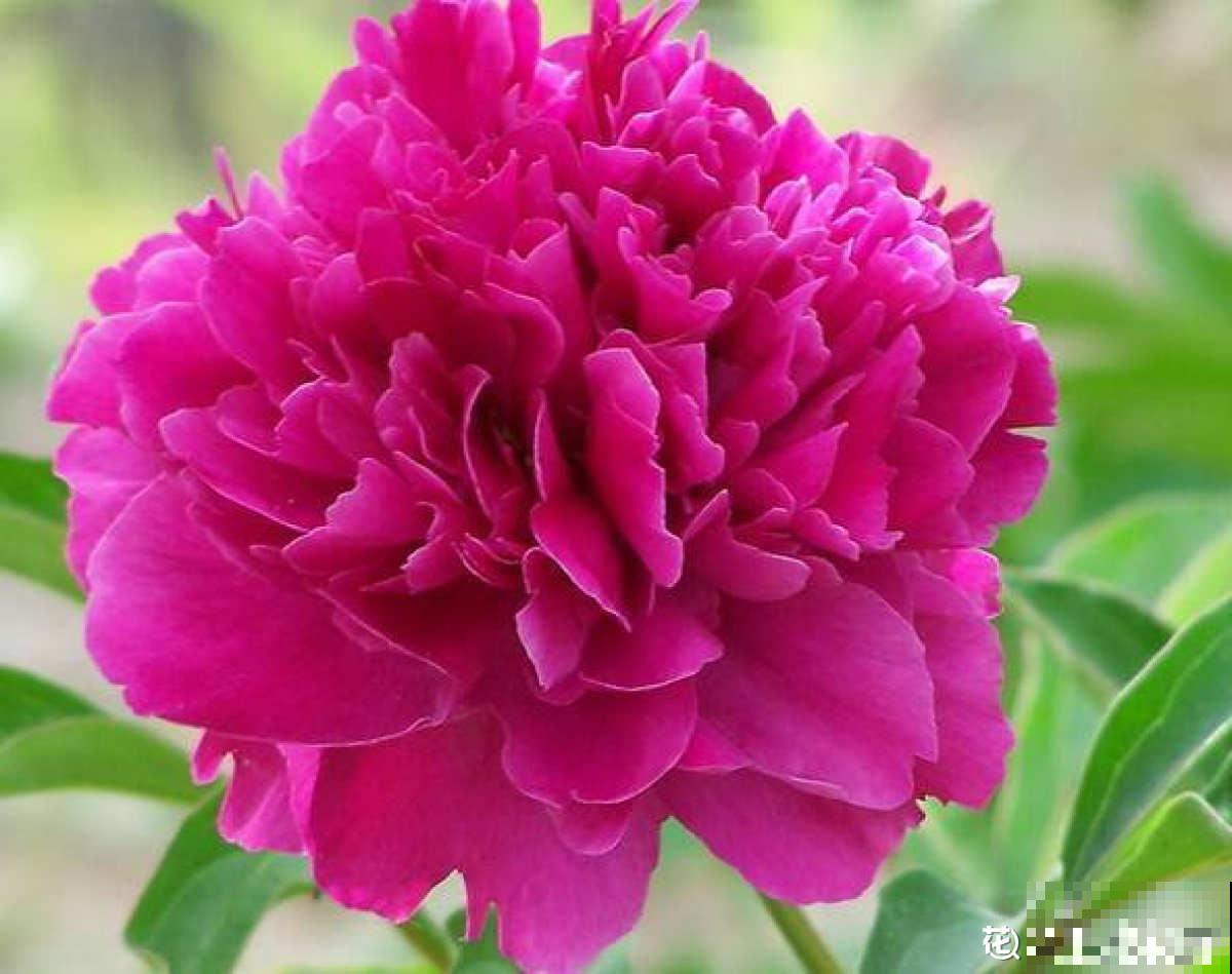 男人和女人喜欢的花，不敢说一模一样，只能说毫无关系