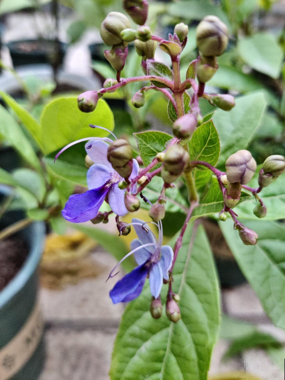 7种花，花语是思念，最适合中秋送给想念的人