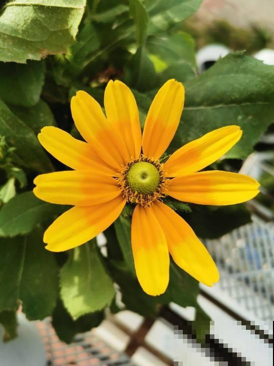 冬天给花浇水，要注意3点，植物喝饱水长得旺