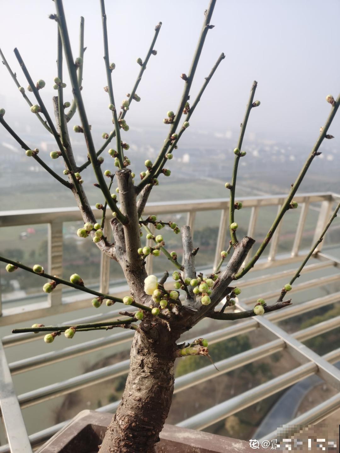 不怕冷的喜庆花,-15度依然开,满树繁花! 不怕冷的喜庆花,-15度依然开,满树繁花!