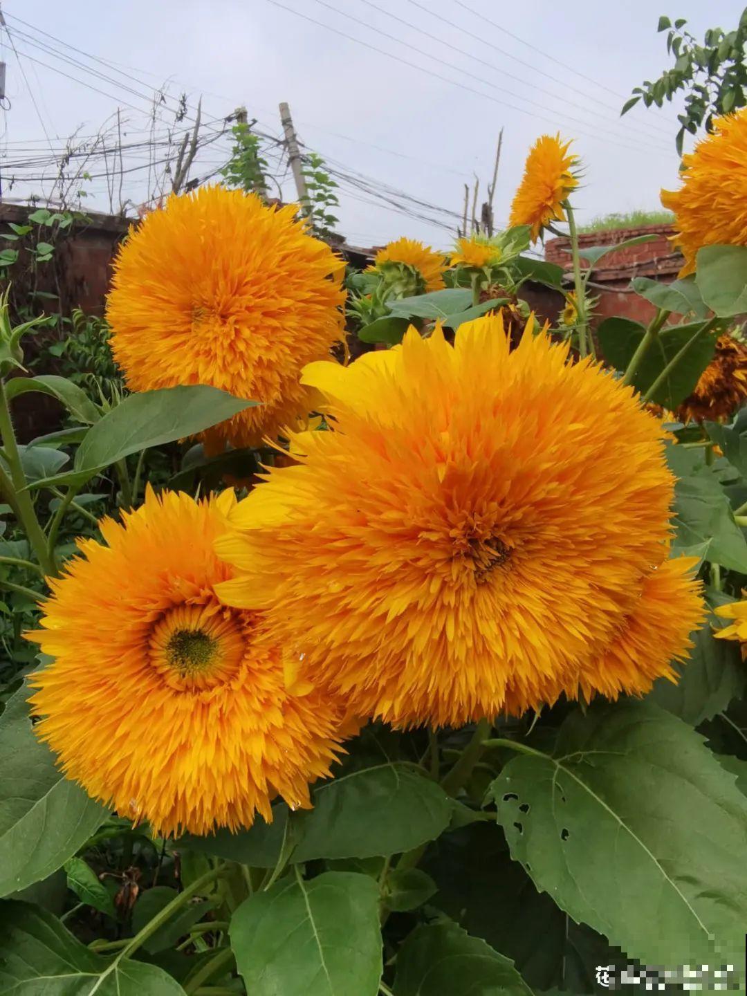 秋天必养的12种花，不用扦插，3个月爆开满盆花！