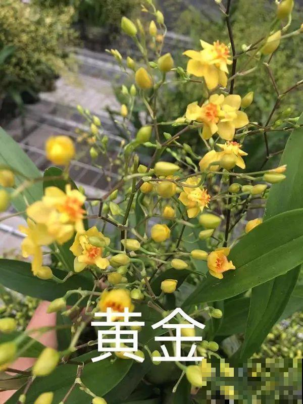 适合秋天养的文心兰,整个秋冬都开花,奶油香味十足 适合秋天养的文心兰,整个秋冬都开花,奶油香味十足