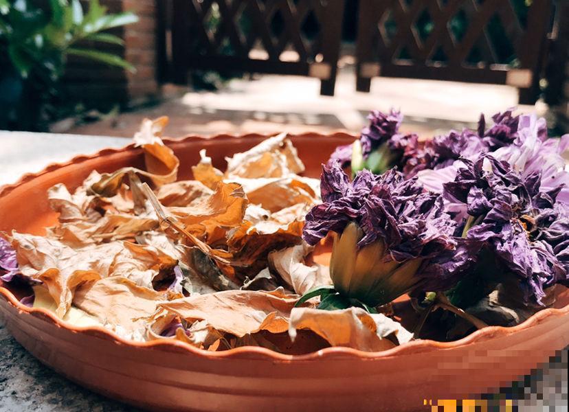 记住花草的“求救信号”，别让花草白白死去，到时候后悔就晚了