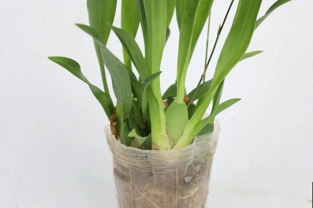 适合秋天养的文心兰,整个秋冬都开花,奶油香味十足 适合秋天养的文心兰,整个秋冬都开花,奶油香味十足