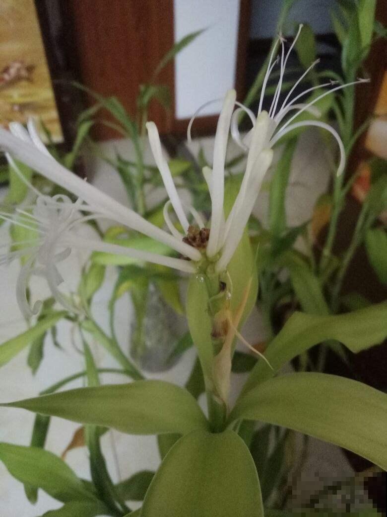 富贵竹开花，居然长得像“大葱”，见过的人真是不多