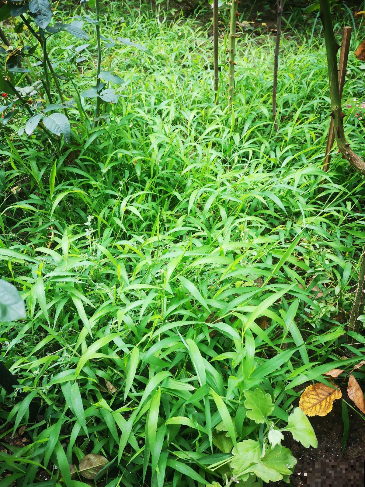 盆栽花卉最讨厌“杂草”,再不拔掉,养分都要被抢没了 盆栽花卉最讨厌“杂草”,再不拔掉,养分都要被抢没了