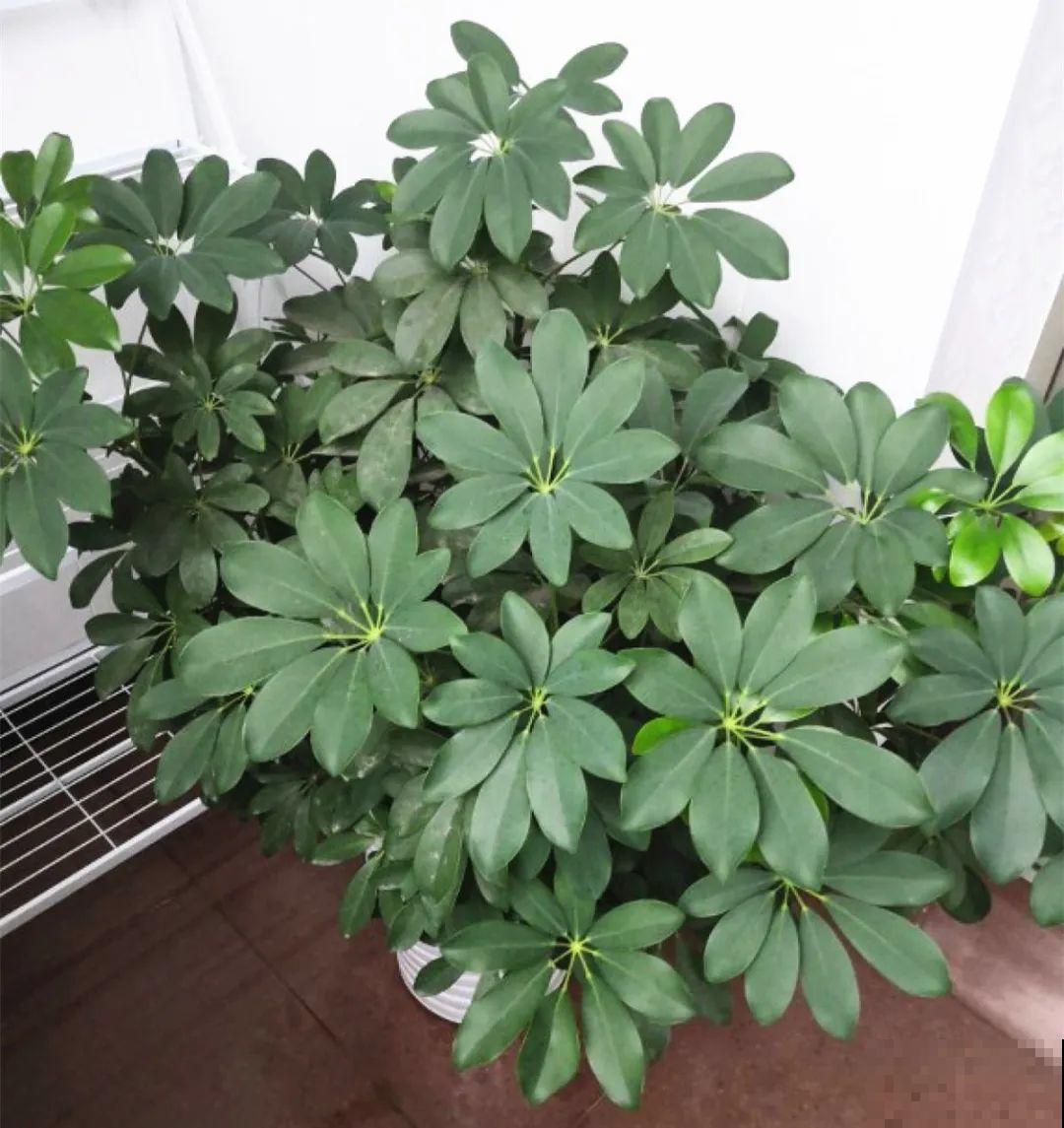 人养花，花也养人，家里养这10种花，越养越健康