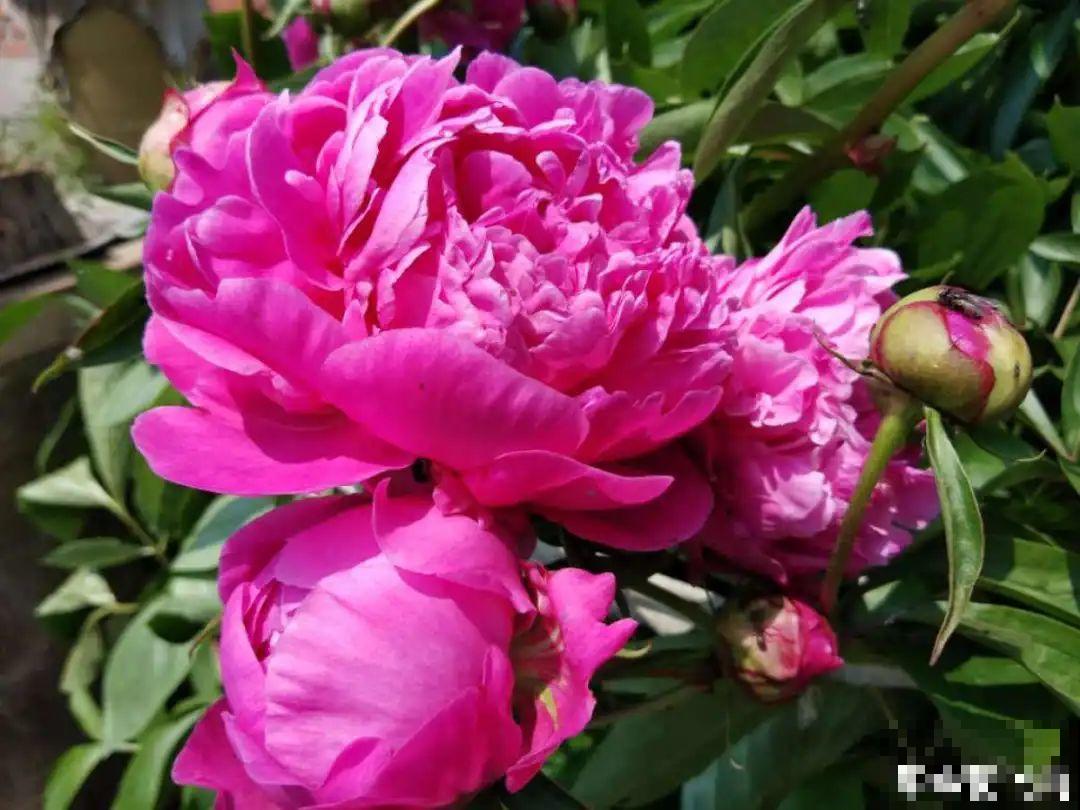 适合秋天养的12种花,耐阴又耐寒,秋冬长得更精神 适合秋天养的12种花,耐阴又耐寒,秋冬长得更精神