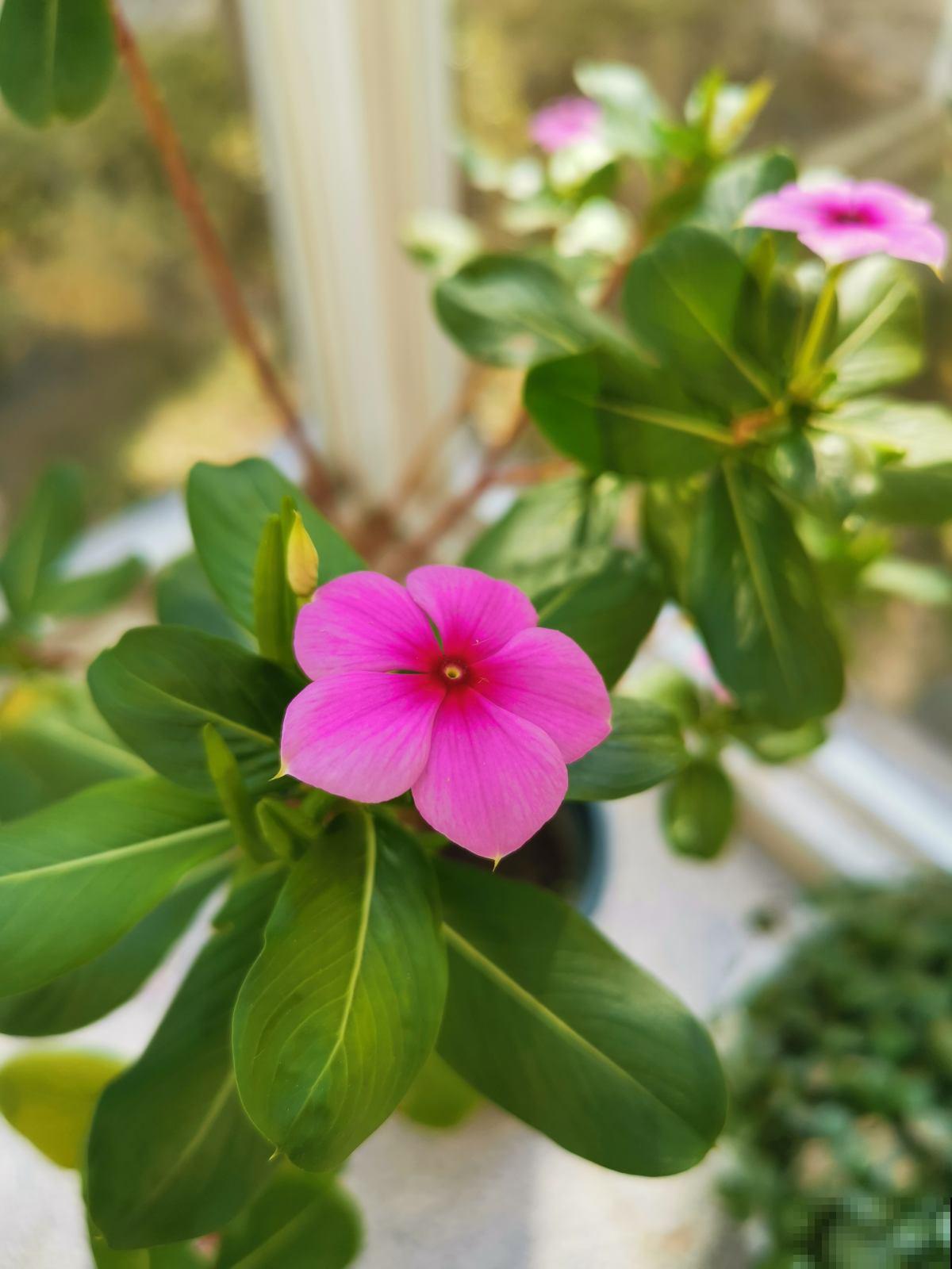 家里有个南阳台，就养这6种花，养了才知道是“真香”