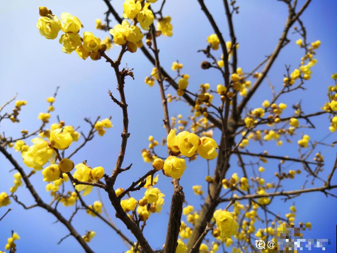 不怕冷的喜庆花,-15度依然开,满树繁花! 不怕冷的喜庆花,-15度依然开,满树繁花!