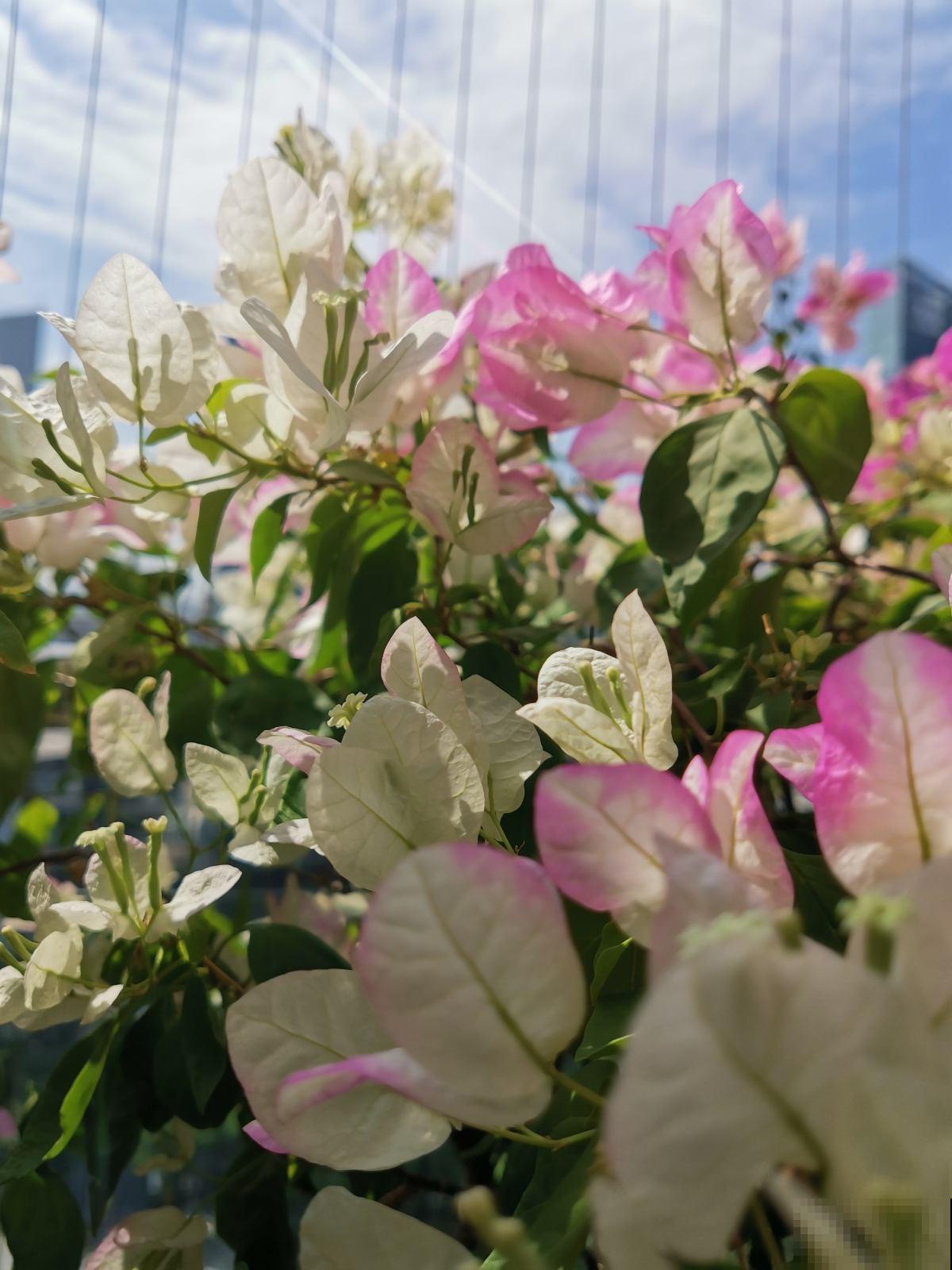 冬天怕浇水的植物，浇的越多死的越快，控制你“勤劳的双手”