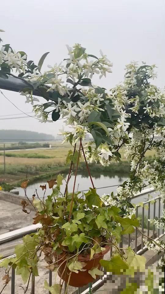 比绿萝还好养的花,半年爬满整面墙,开出花海 比绿萝还好养的花,半年爬满整面墙,开出花海