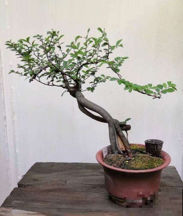 百年寺院道观种的“七贤”,原来是这7种花,家里养一盆好运连连 百年寺院道观种的“七贤”,原来是这7种花,家里养一盆好运连连