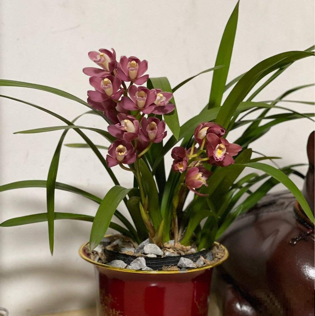 退休老人都爱的花，关键是好养爱爆盆，开花雍容还富贵