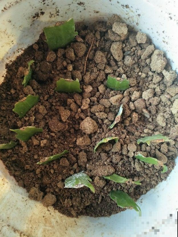 蟹爪兰扦插,竟然靠一把梳子就可以 蟹爪兰扦插,竟然靠一把梳子就可以