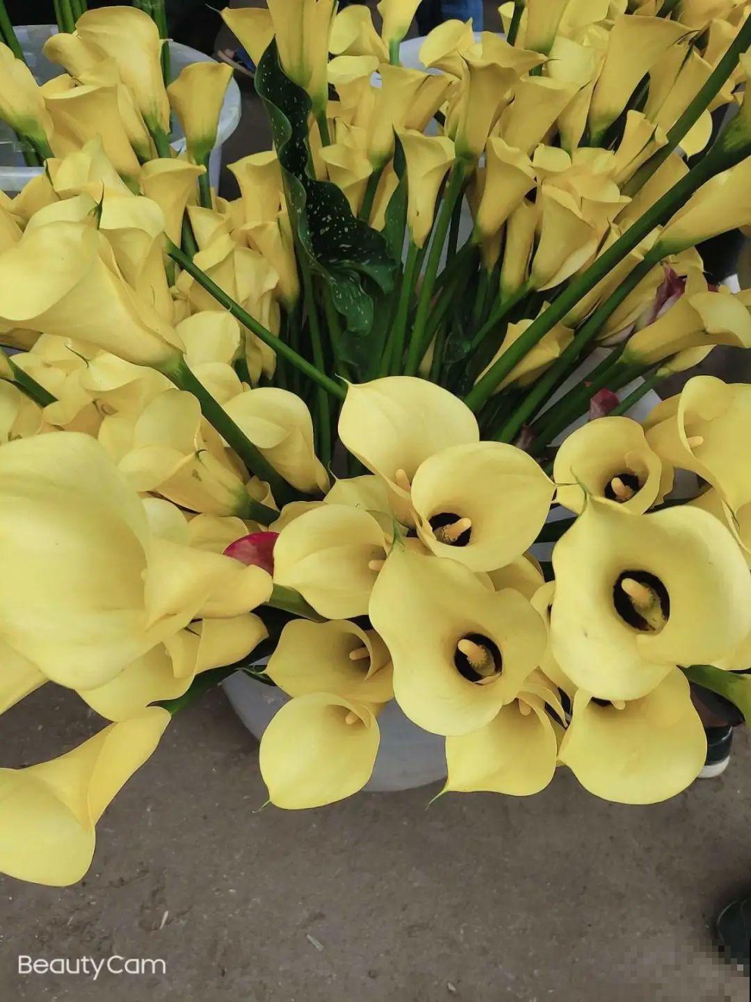 颜值超高的马蹄莲，开花大气优雅，气质满满能开半年