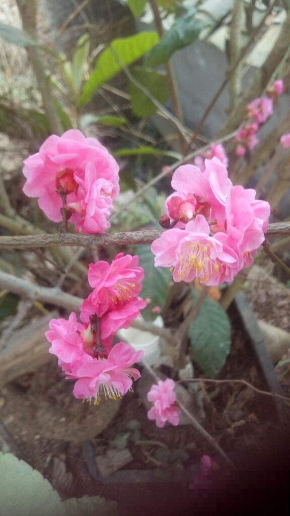 8年养花生涯,让我找到植物的“财富密码”,4种花“越养越赚钱” 8年养花生涯,让我找到植物的“财富密码”,4种花“越养越赚钱”