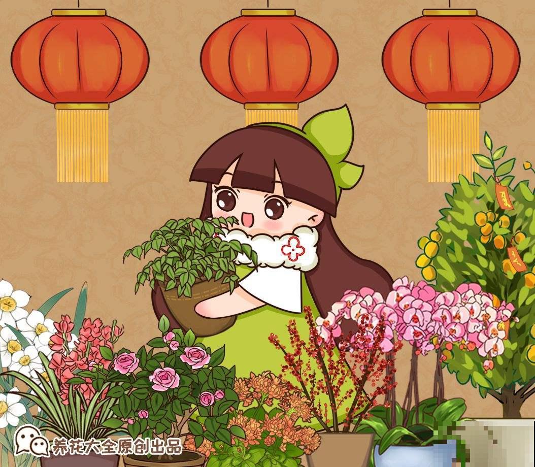 红红火火的年宵花，现在再不买，半个月后价格翻一倍