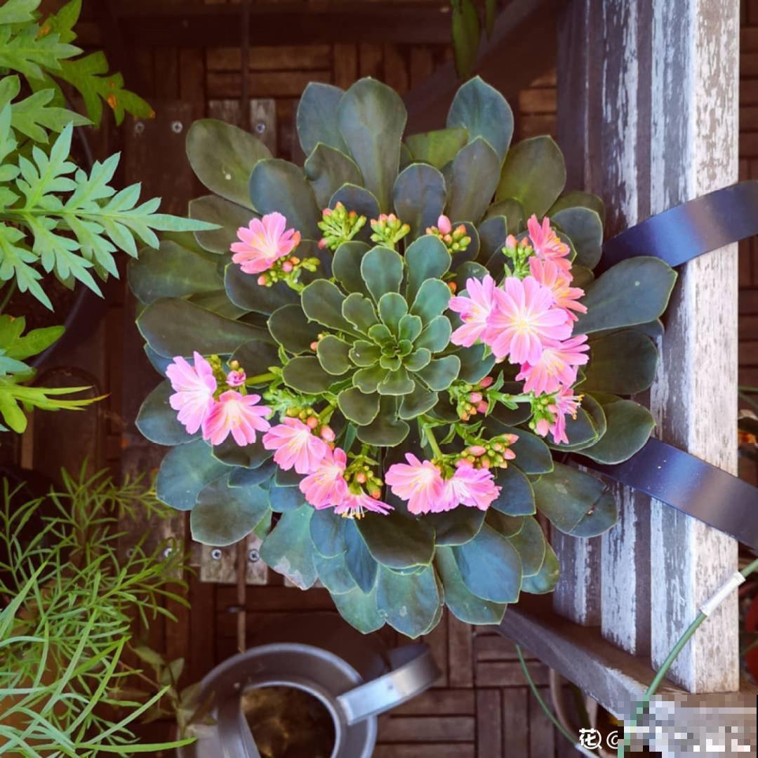 颜值超高的小清新植物,一年到头都在开花,而且越开花越多 颜值超高的小清新植物,一年到头都在开花,而且越开花越多