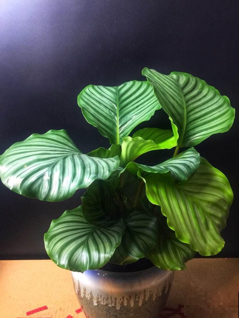 5种“气质绿植”，气质好有品味，还能增强室内层次感