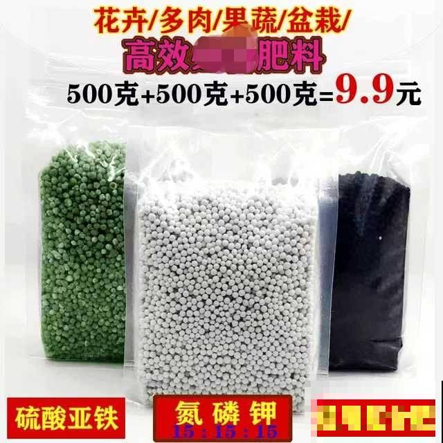 养了5年仙客来的老花匠，跟他学习后，原来爆盆秘诀这么简单