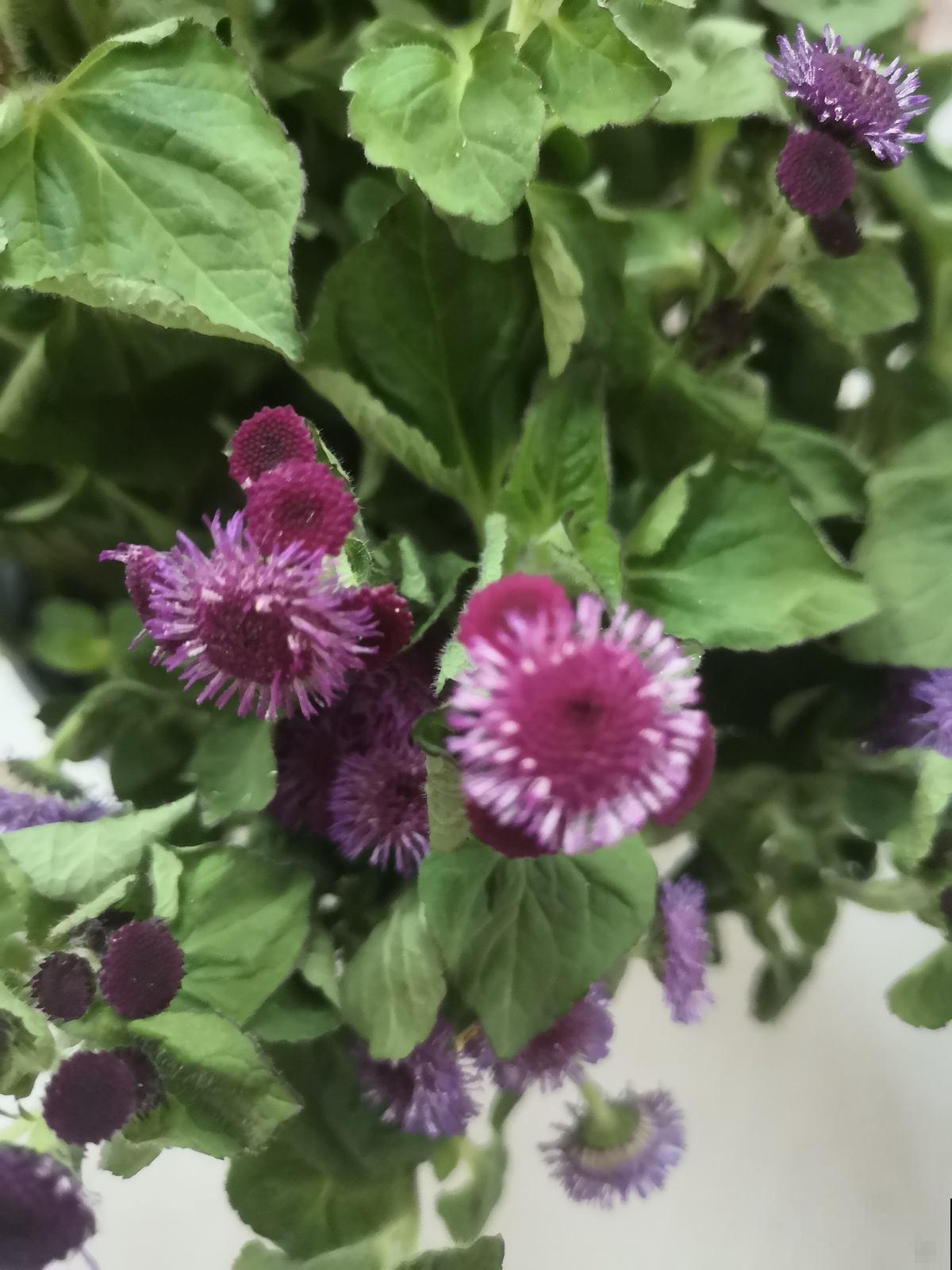 农村遍地都是的花，全年开花不招虫，还有药用价值