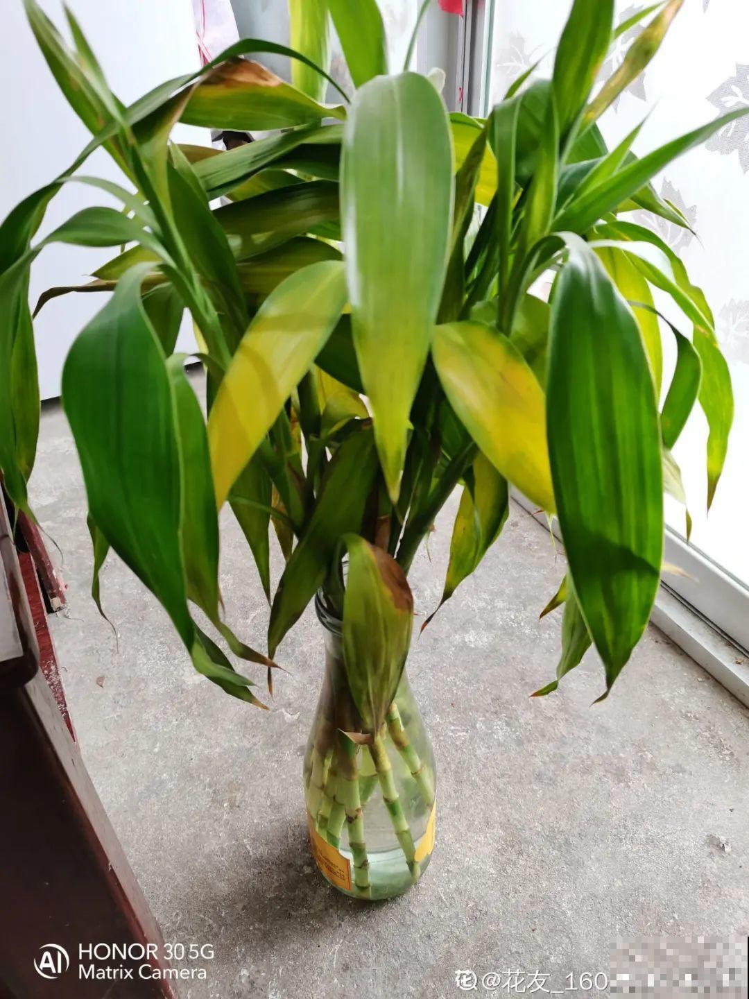 10种“怕晒花”，越晒死越快，半阴地儿反倒长得旺