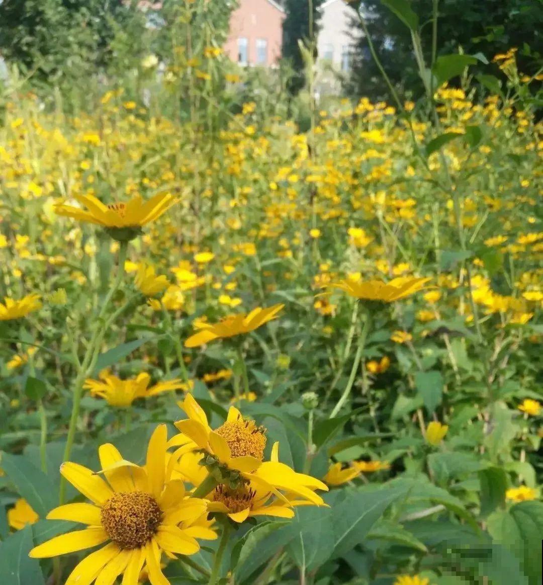 5种花长太快，容易泛滥成灾，千万别随便丢弃