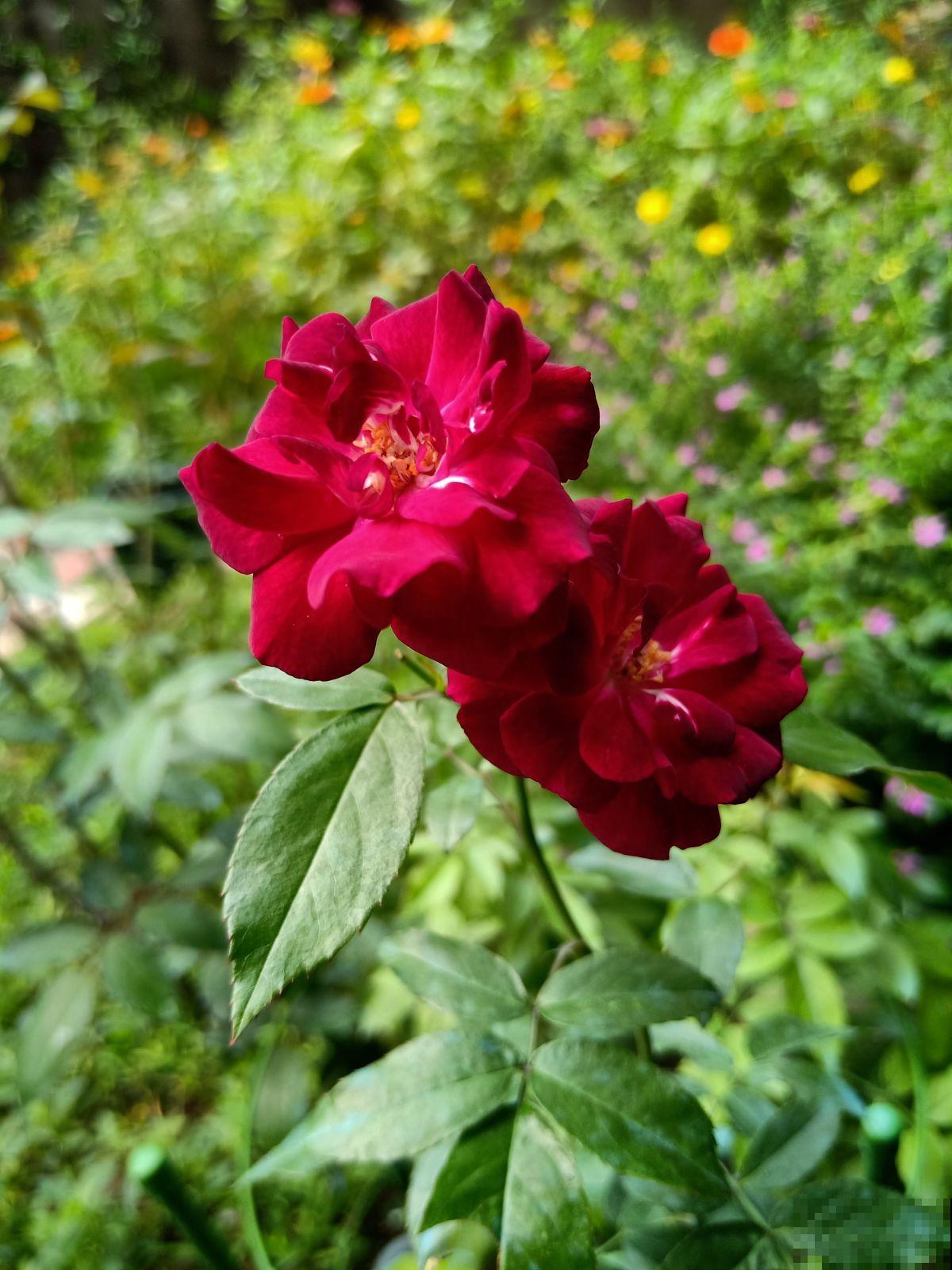 想要做花柱花墙，推荐7种藤本月季，值得拥有