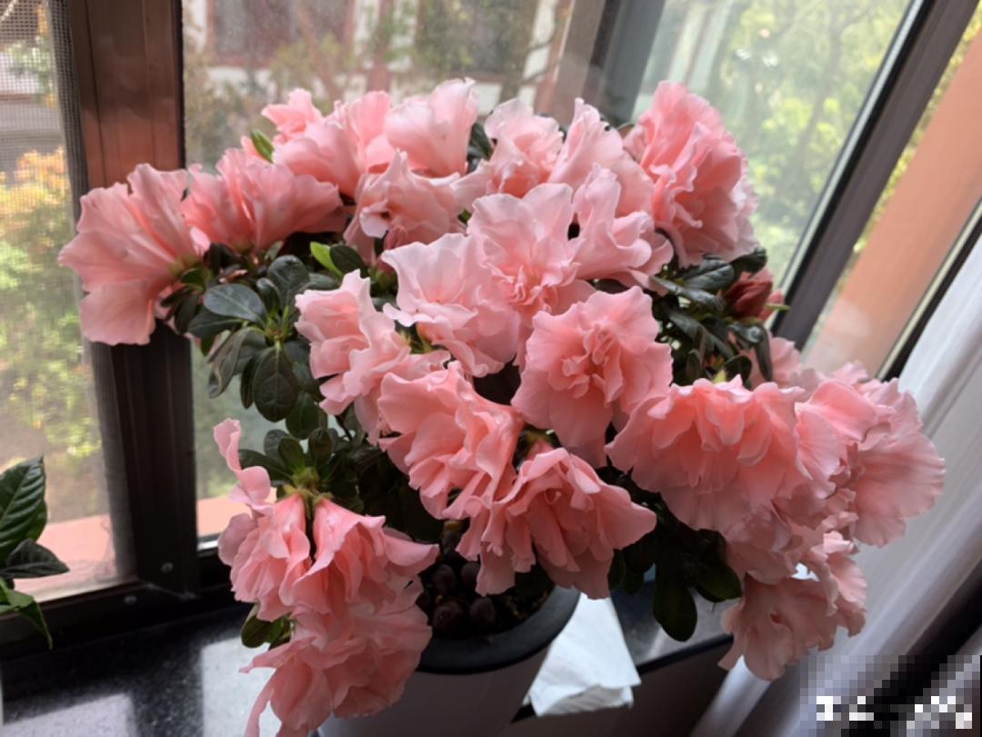 1种花美成“花中西施”，春夏秋冬都能开，好养易爆盆！