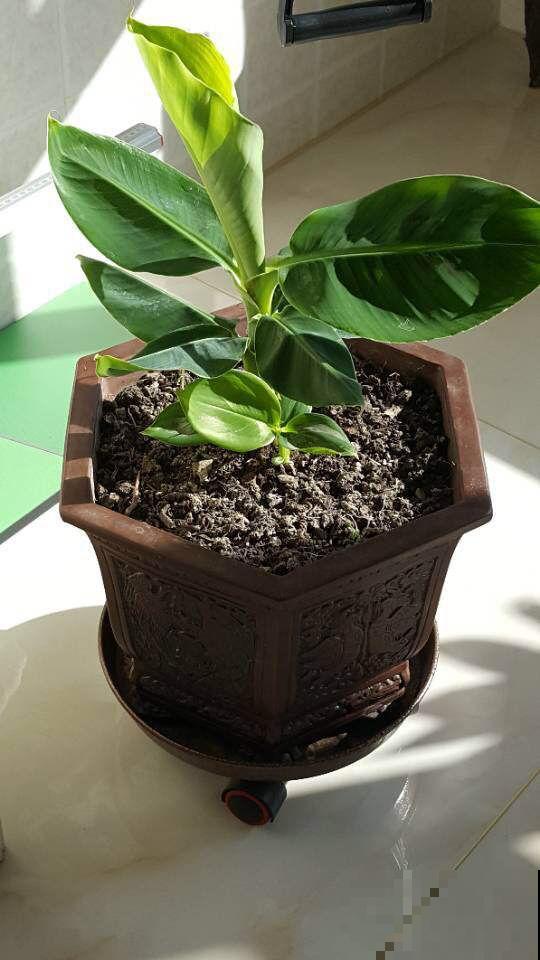 香蕉皮秒变“优质花肥”，老一辈传下来的老办法，花吃了“疯长”