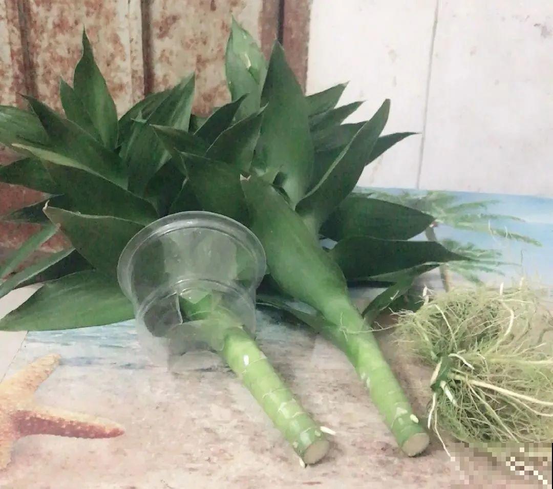 10种“怕晒花”，越晒死越快，半阴地儿反倒长得旺