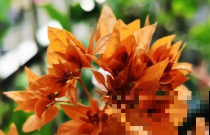 蟹爪兰、长寿花僵苗,必须掐几下,重新换盆养! 蟹爪兰、长寿花僵苗,必须掐几下,重新换盆养!