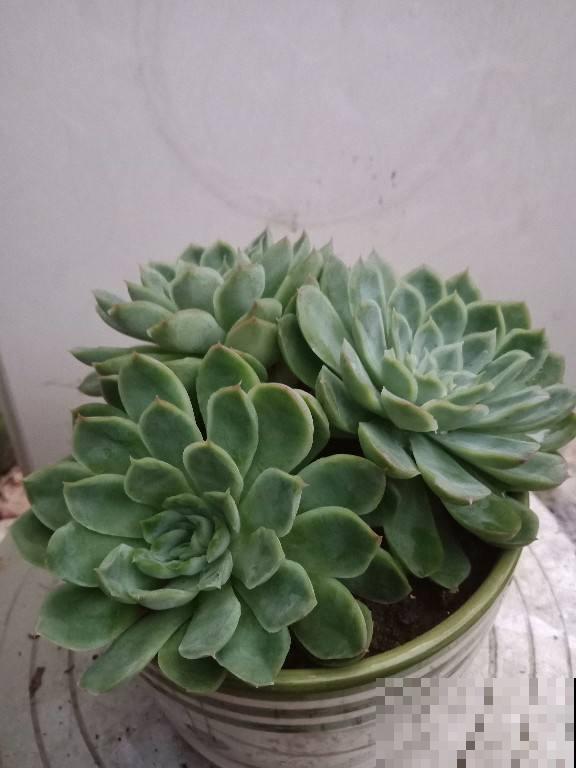 3种花喜欢“穷养”，塞进小花盆、少浇水，才能越涨越旺